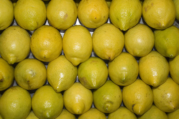 lemons pattern
