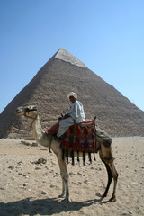 Camels in pyramids area in Egypt