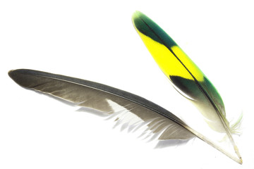 two nice color feathers with white background 3