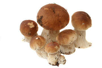 Many ceps are isolated on a white background