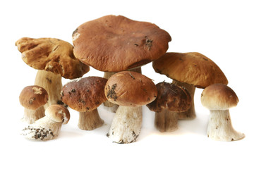 Many ceps are isolated on a white background
