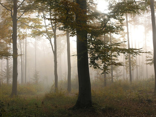 Naklejka premium ząb