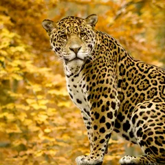 Foto op Canvas Jaguar - Panthera onca © Eric Isselée
