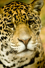Naklejka na ściany i meble Jaguar - Panthera onca