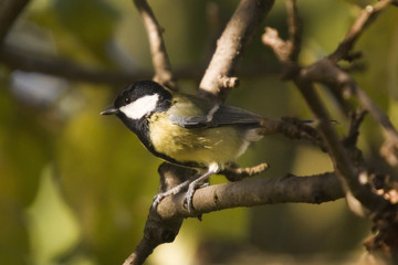 Fototapeta premium Great Tit