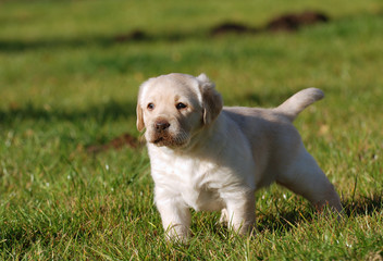 Labrador puppy