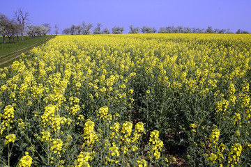 Obraz premium Champ de colza