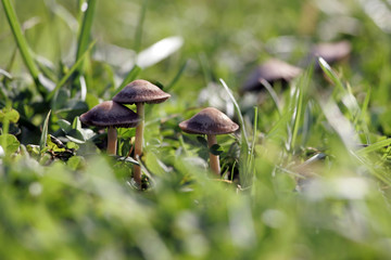 Champignons dans l'herbe
