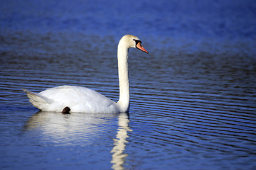 Cygne tuberculé sur l'eau