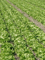 Champ de salade