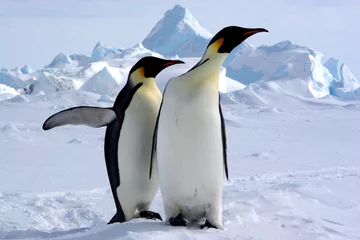 Fotobehang Pinguïn Maar waar is de zuidpool? (Keizerpinguïns / Antarctica)