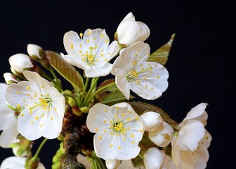 White Hawthorn Blossom