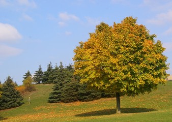 Naklejka premium colorful tree