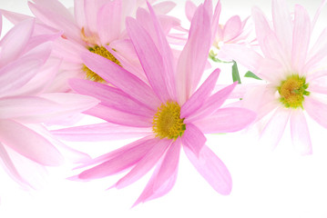 pink asters on light box