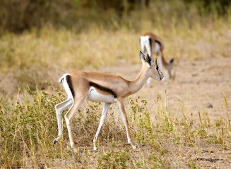 Gazelle