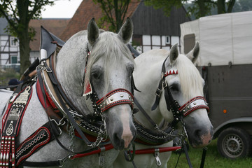 Percheron