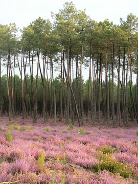 Paysage de la for&ecirc;t landaise