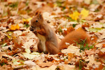 squirrel with nut © Robert Kowalski
