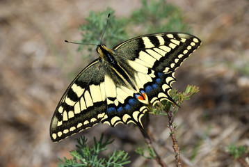 Farfalla