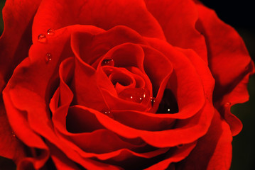 rose rouge