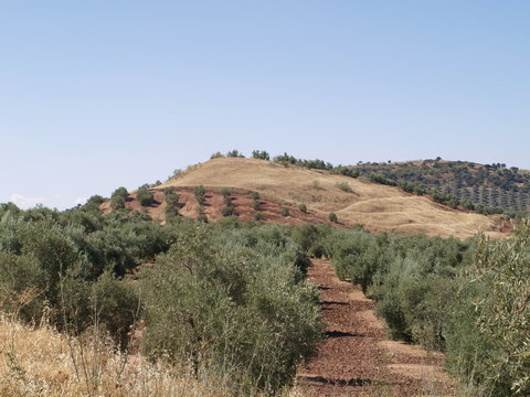 olivos de jaen