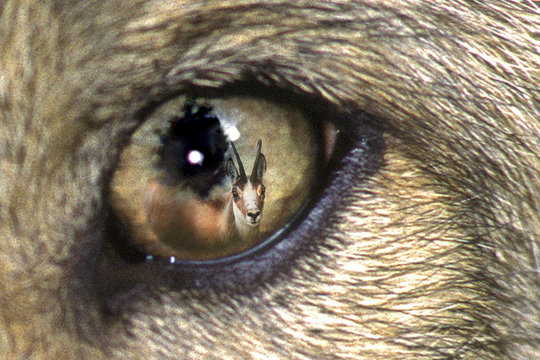 LOUVETEAU     LOUP GRIS EUROPEEN   ( CANIS LUPUS ).