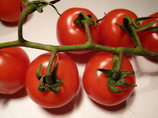 Tomatenzweig