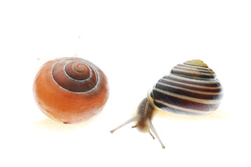 snail on white background