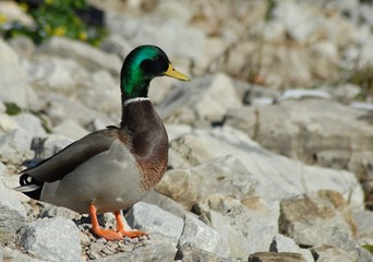 Mallard