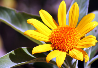 A Sunflower