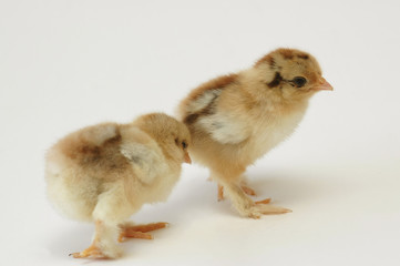 newly born chicken on white background