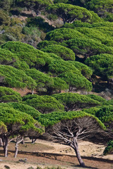 nature