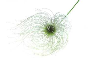 clematis seed