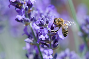 Makro von Biene auf Lavendel