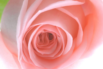 Obraz na płótnie Canvas close up image of pink rose