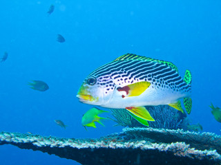 gros poisson