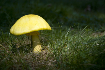 Toadstool