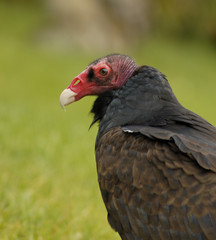 Portrait of Turkey Vulture 1