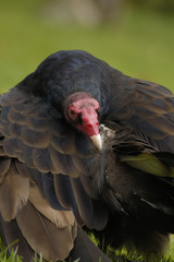 Preening turkey vulture