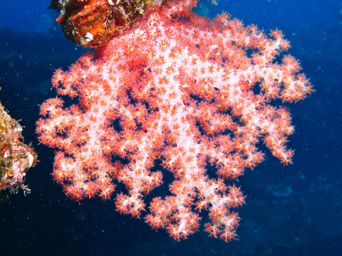 corail rose