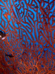 garphisme sous marin