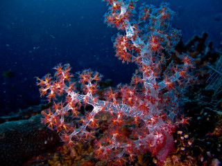 Fototapeta na wymiar koral, aby 2