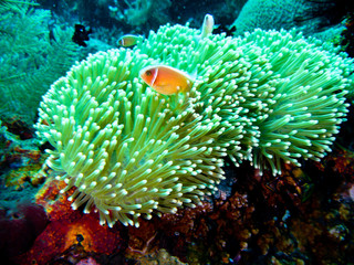 poisson clown