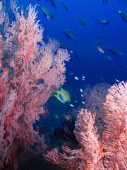 poissons et gorgonnes