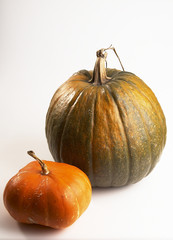 Zwei Kürbisse 1