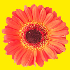 gerbera sur fond jaune