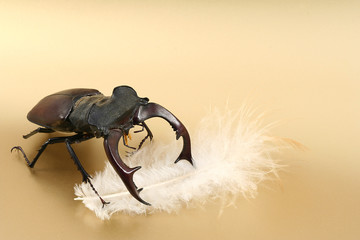 male stag-beetle and feather