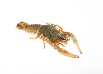 the  crayfish
