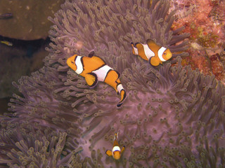 Famille de poissons clown