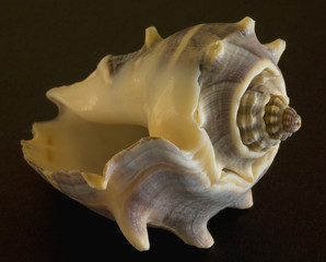 sea shell